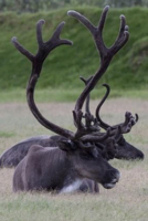 Alaska Wildlife Conservation Center